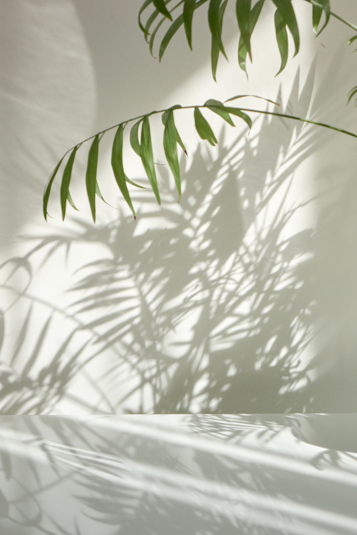 Green Houseplants in White Room